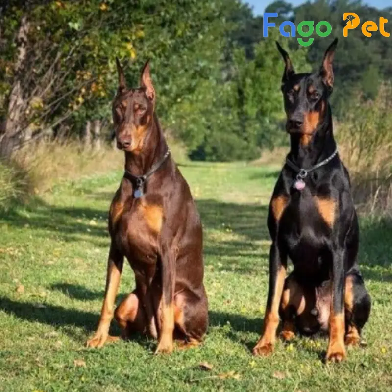 chó doberman nâu vàng