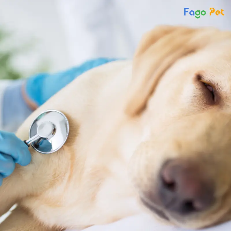 thuốc điều trị ký sinh trùng máu ở chó