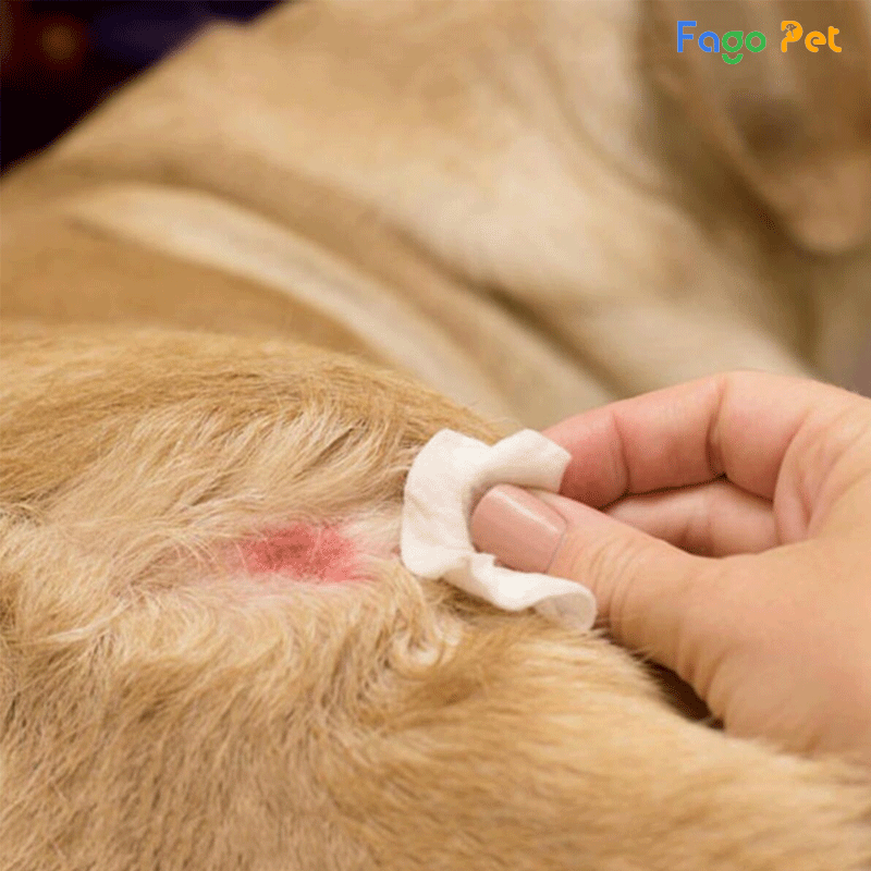 Nguyên nhân, biểu hiện của bệnh viêm da ở chó