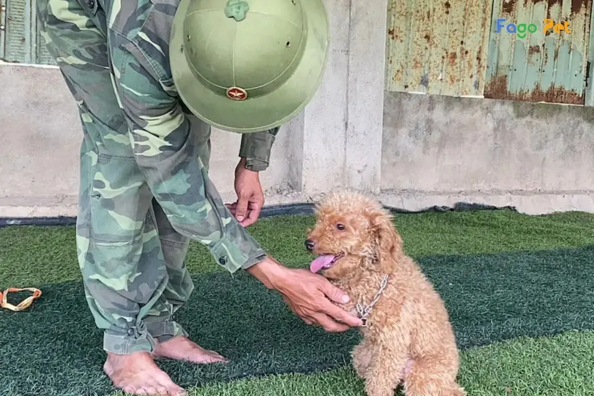 Hướng Dẫn Cách Dạy Chó Poodle Bắt Tay Cực Đơn Giản