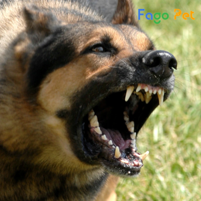 các bệnh thường gặp ở chó becgie : bệnh dại 