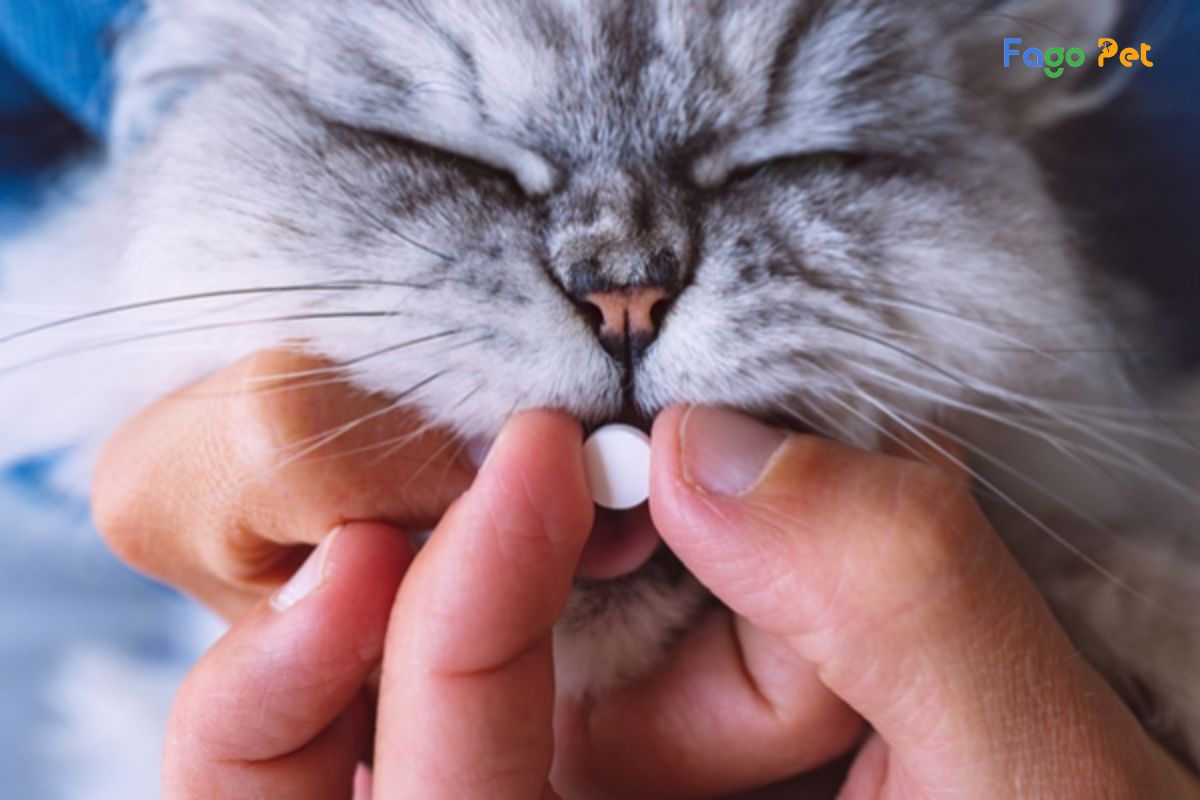 [Giải Đáp] Cho Mèo Uống Vitamin Của Người Được Không?