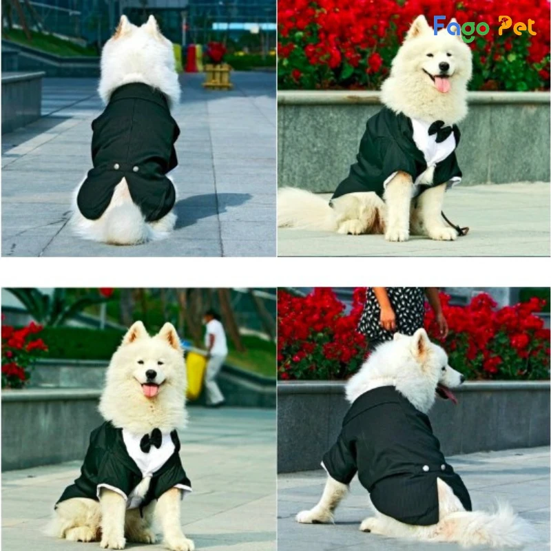 quần áo cho chó husky