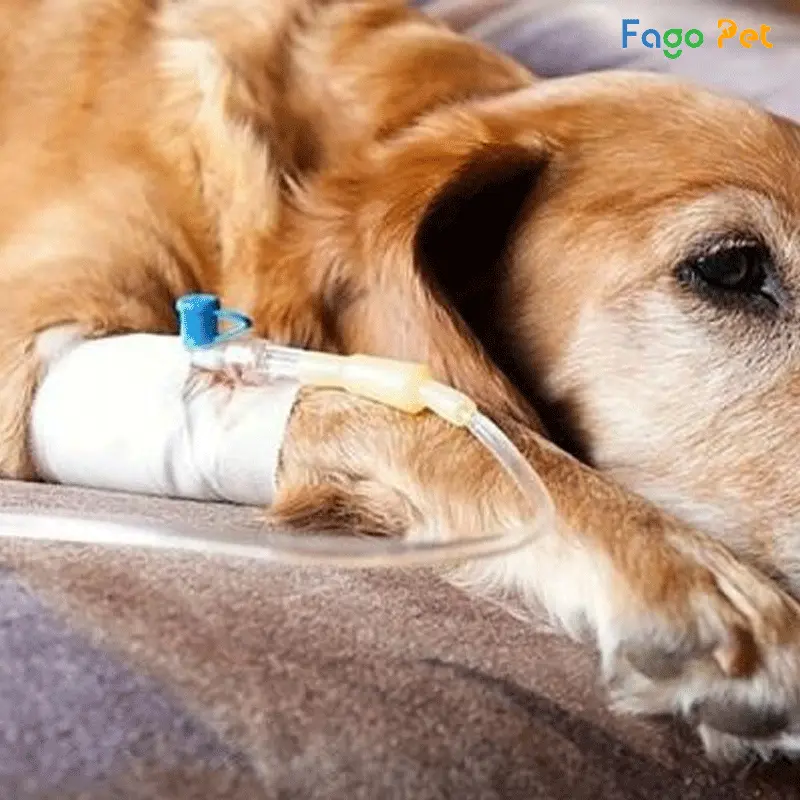 Cách chữa viêm đường ruột cho chó bằng đường tiêm