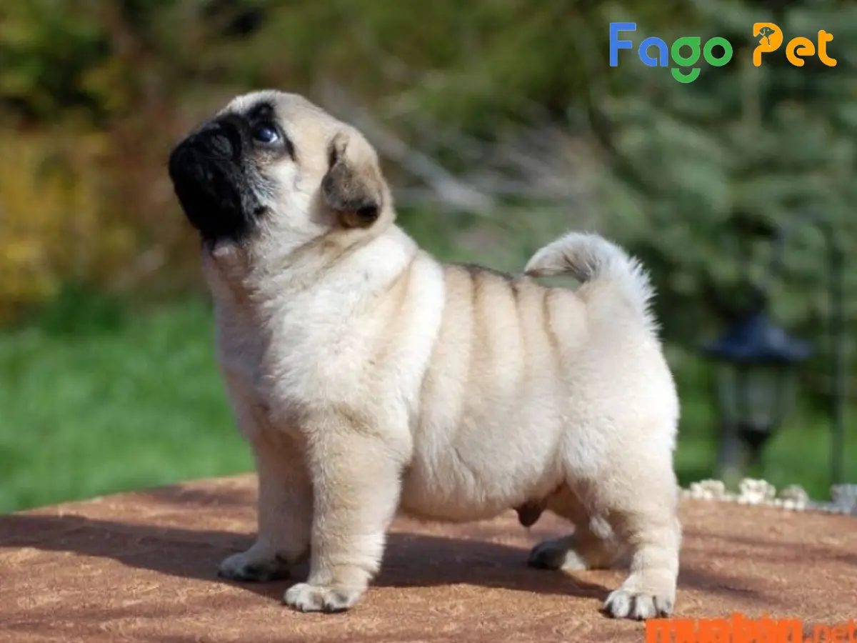 Bán Chó Pug 1 Tháng Tuổi