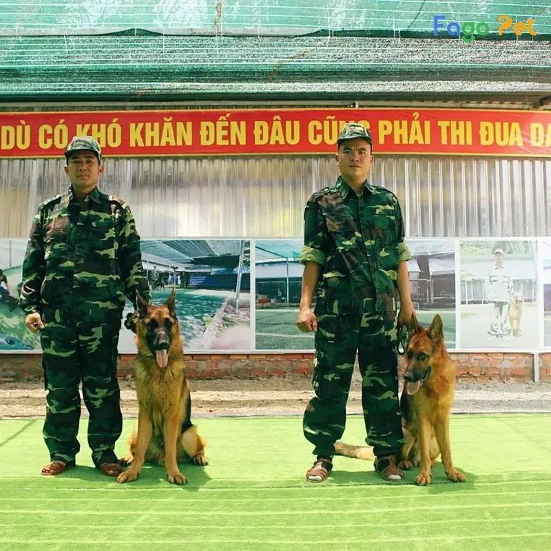 trung tâm huấn luyện chó
