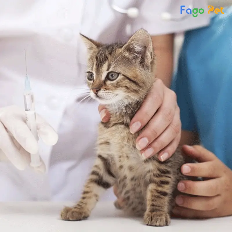 Đưa mèo đi điều trị là cách trị ghẻ cho mèo hiệu quả