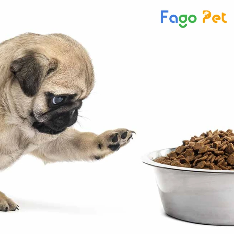 chó pug bị tiêu chảy