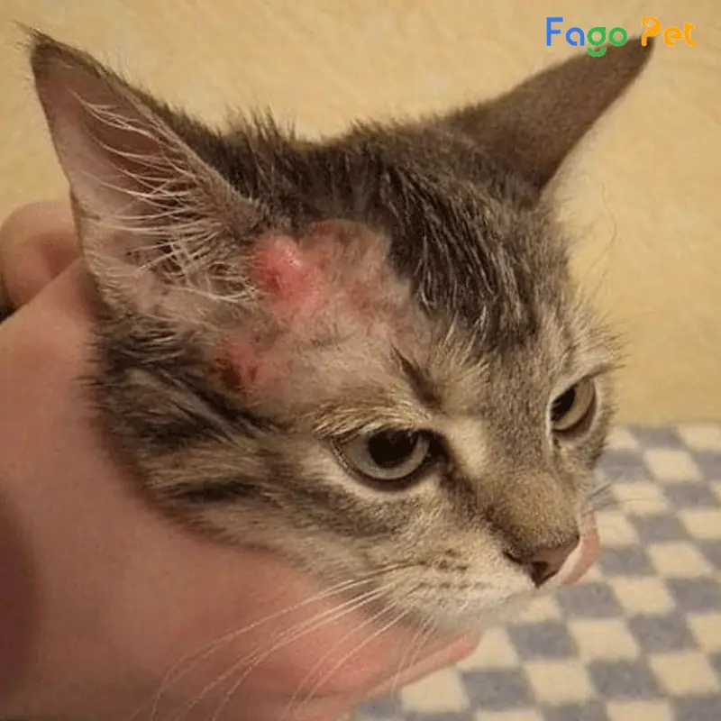 Cách trị viêm da cho mèo an toàn và hiệu quả