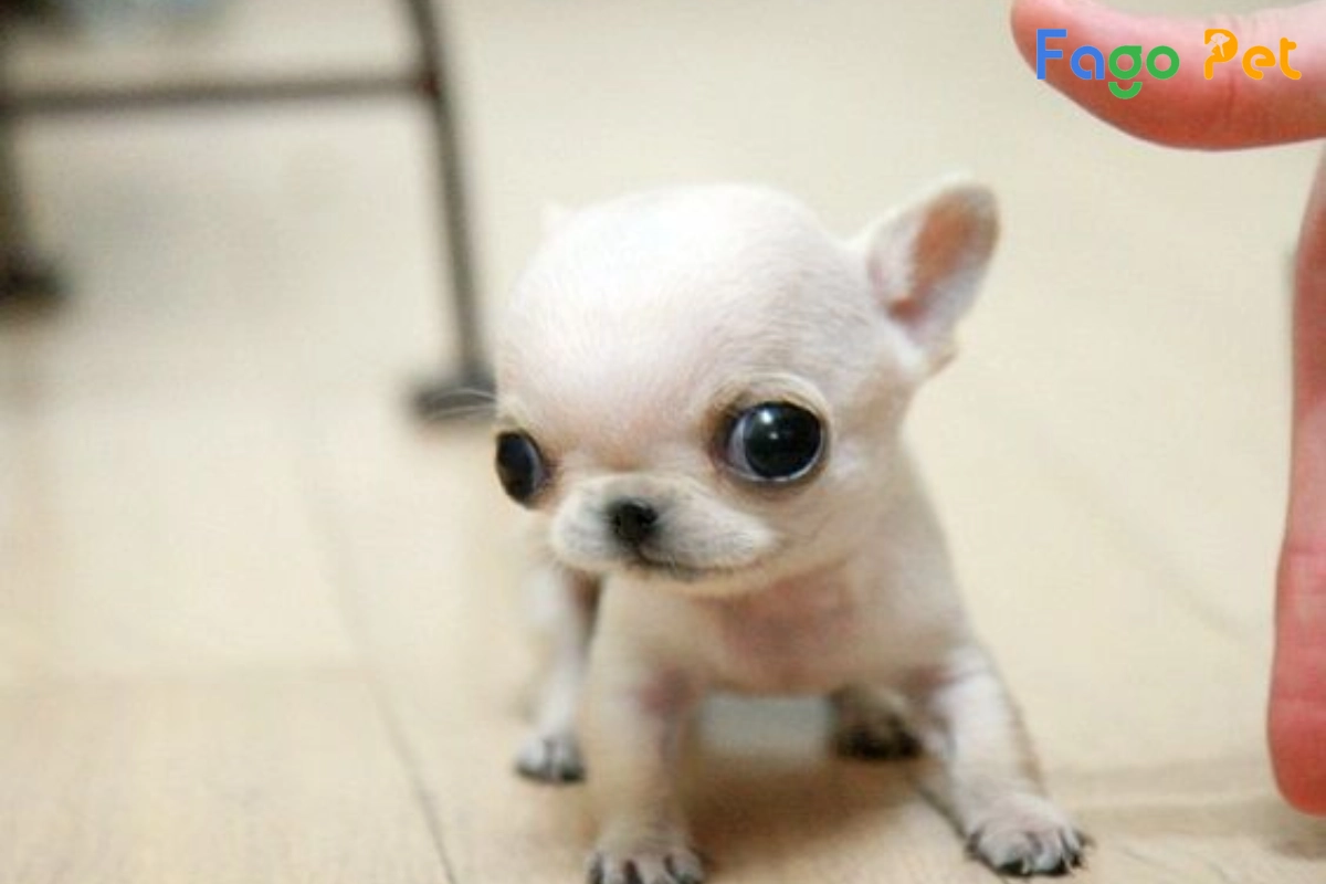 #Chó Chihuahua Mini : Đặc Điểm, Cách Nuôi, Giá Bán