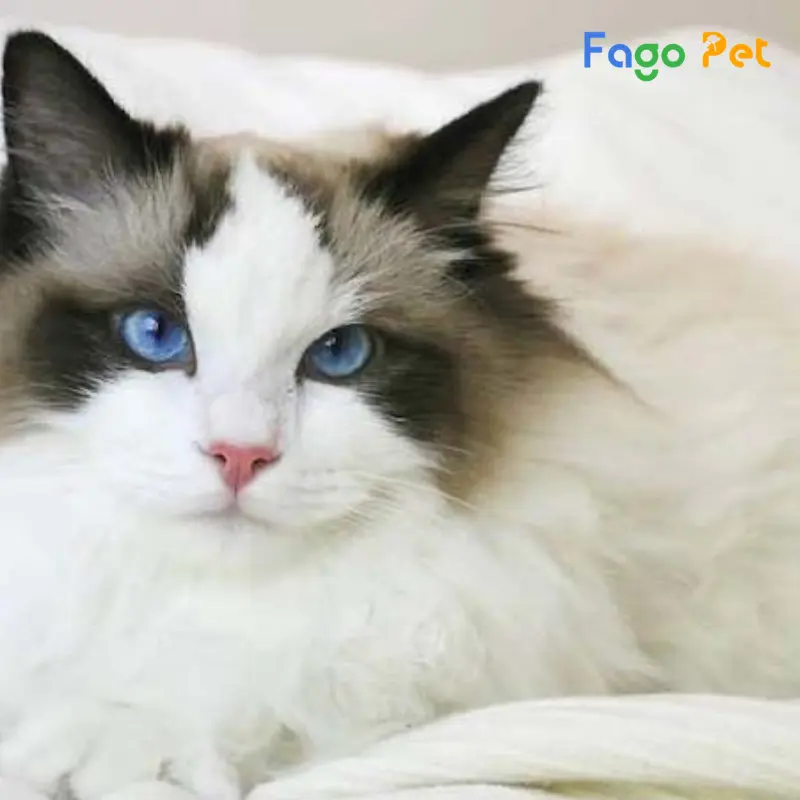 Mèo Ragdoll tại Fago Pet luôn được đảm bảo về chất lượng và giá cả