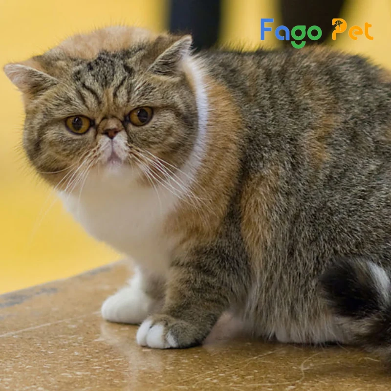 fago pet là một địa chỉ uy tín chuyên cung cấp mèo ba tư lông ngắn