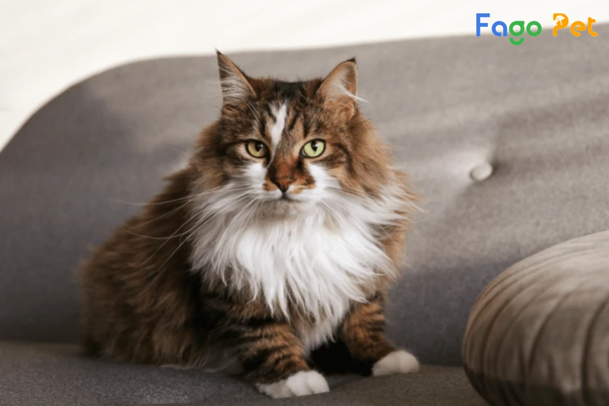 #Tìm Hiểu Về Mèo Ragamuffin - Nguồn Gốc, Đặc Điểm Và Giá Bán