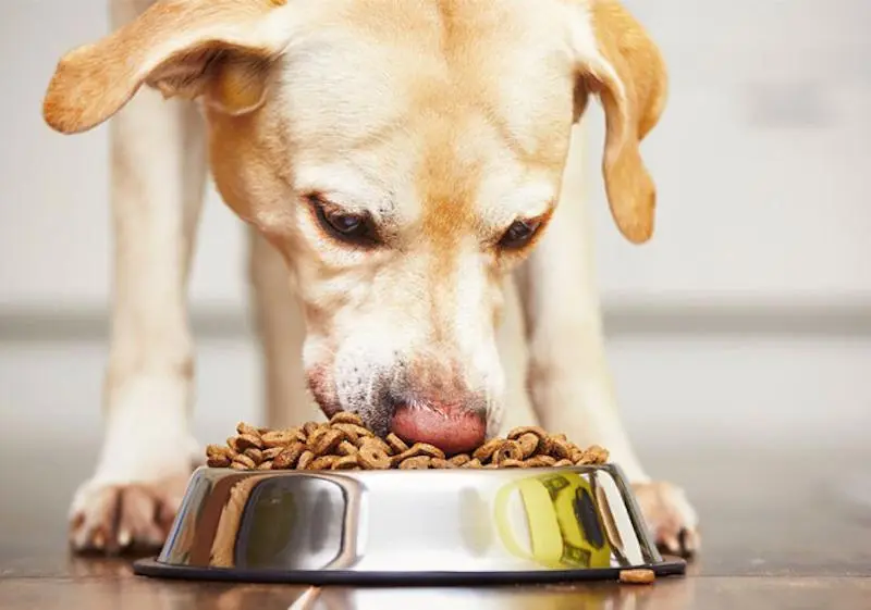Hạt dinh dưỡng cho chó