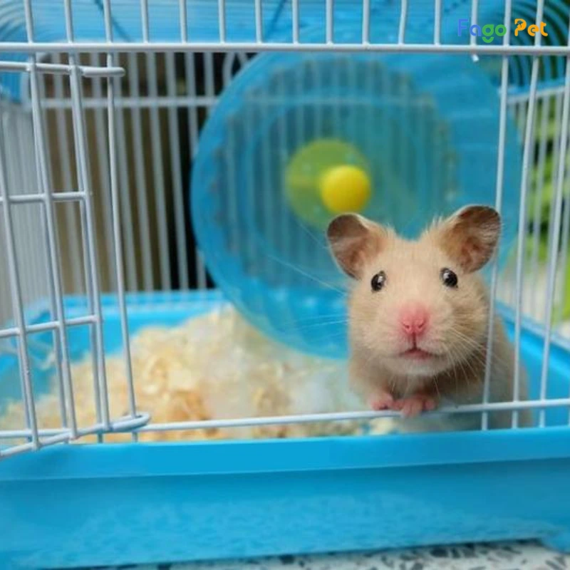 Lồng Hamster Mini