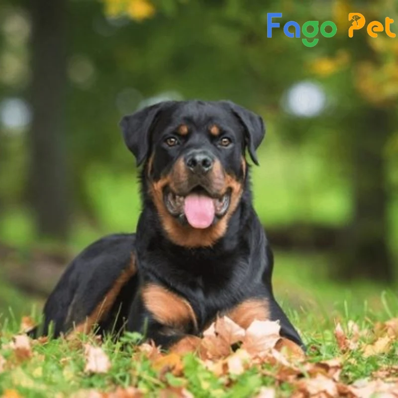 chó rottweiler dòng trung