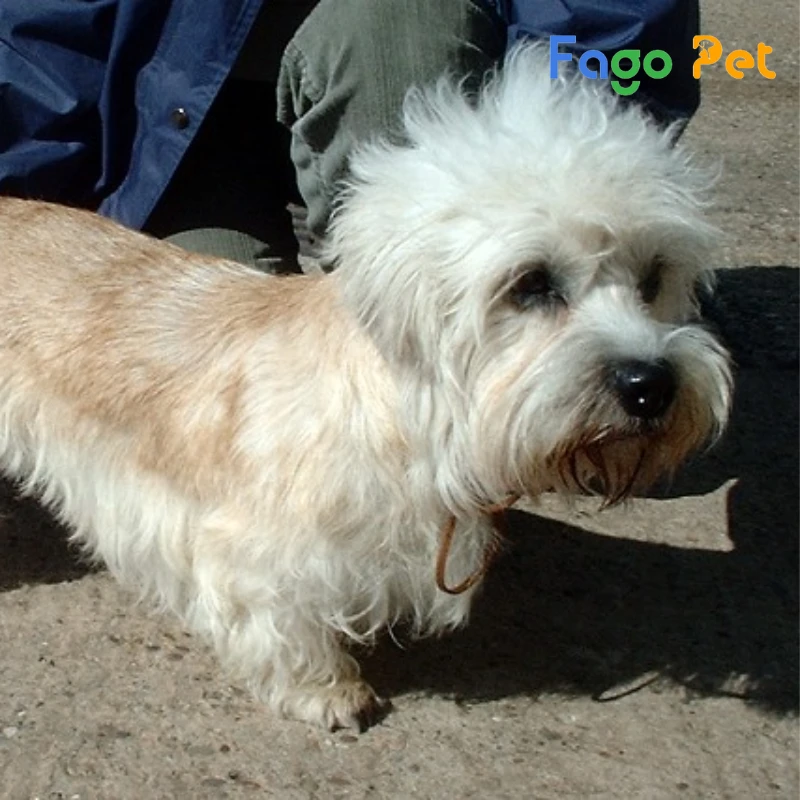 chó dandie dinmont có đầu nhỏ và bộ lông dày và dài như tơ mịn