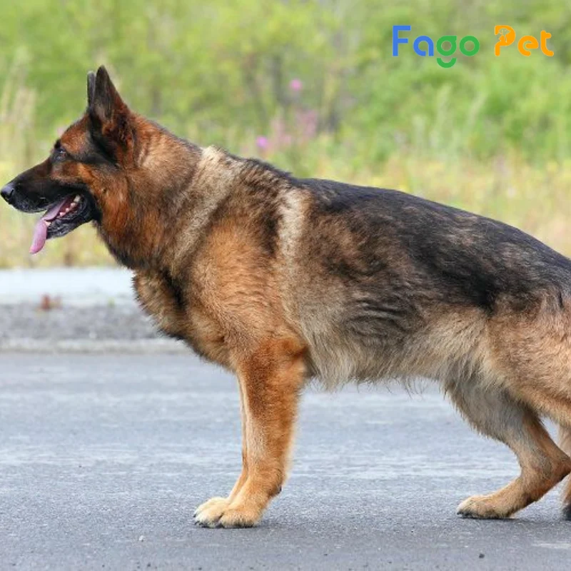 chó becgie được lai tạo hoàn hảo giữa chó becgie đức và giống chó tuyết bản địa nga