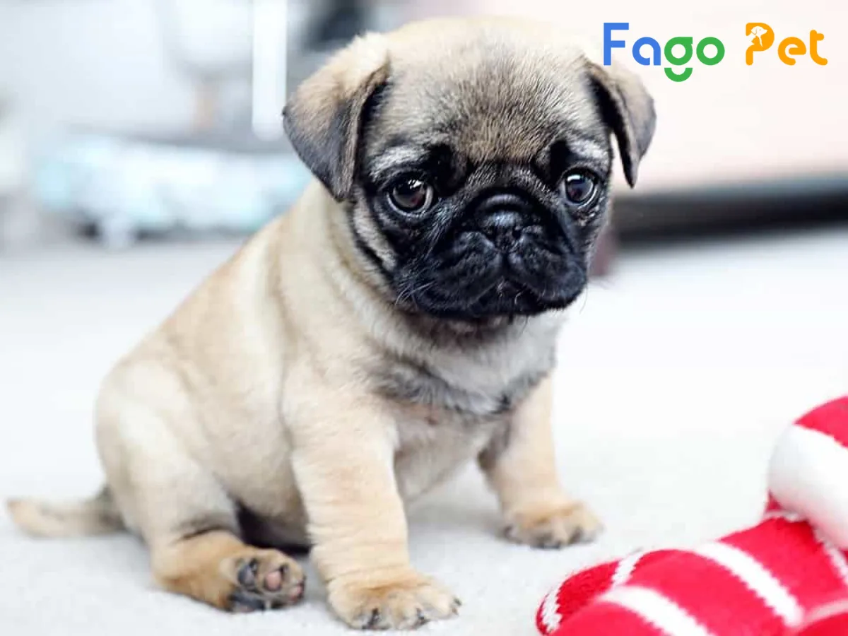 #Chó Pug 2 Tháng Tuổi Tắm Được Không? Lưu Ý Khi Tắm Cho Chó Pug