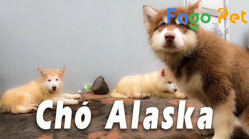 thức ăn cho chó alaska 2 tháng tuổi