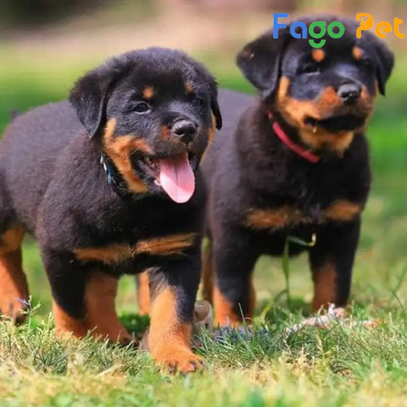 Bán Chó Con Rottweiler 2 Tháng Tuổi