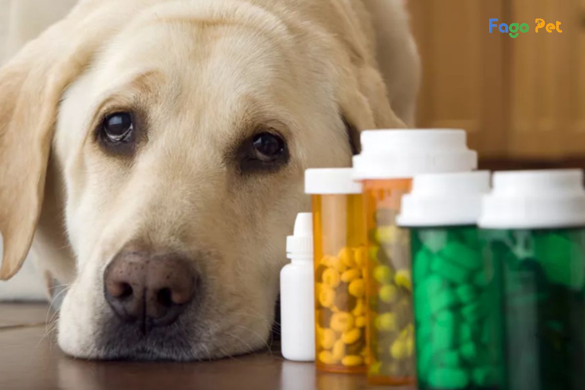 [Giải Đáp] Cho Chó Uống Vitamin B1 Của Người Được Không?