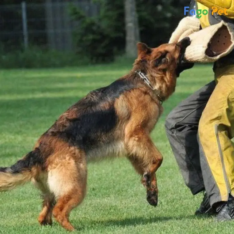 cách huấn luyện chó tấn công