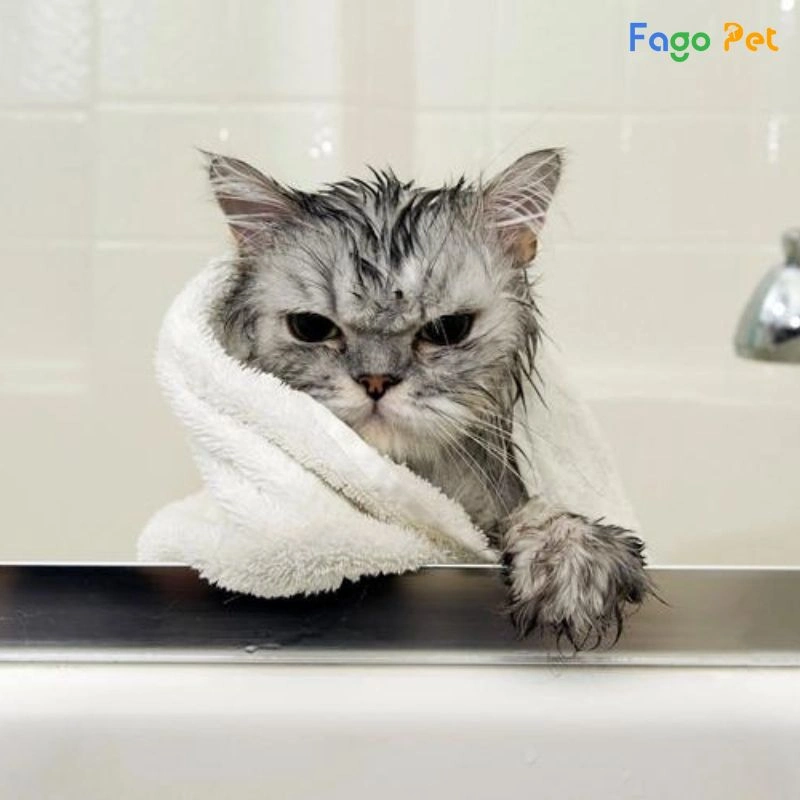 sữa tắm cho mèo anh lông ngắn