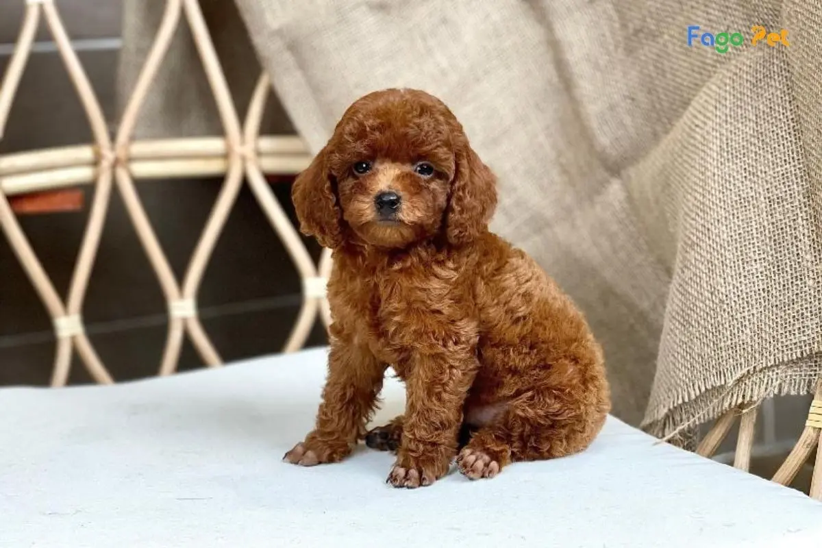 Hướng Dẫn Cách Dạy Chó Poodle Đi Vệ Sinh Đúng Chỗ