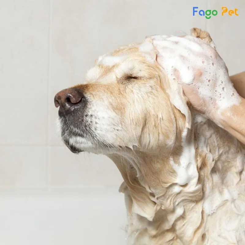 sữa tắm chống rụng lông cho chó