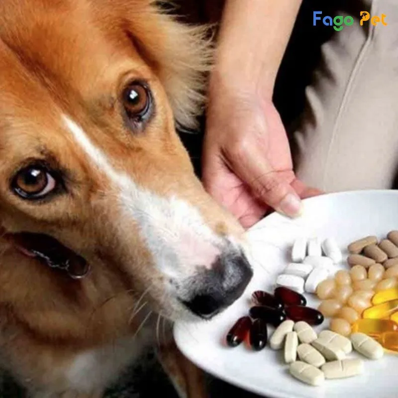 vitamin tổng hợp cho chó Poodle