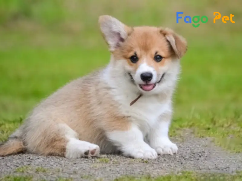 Corgi tai cụp là giống chó gì? Nguyên nhân Corgi bị cụp tai