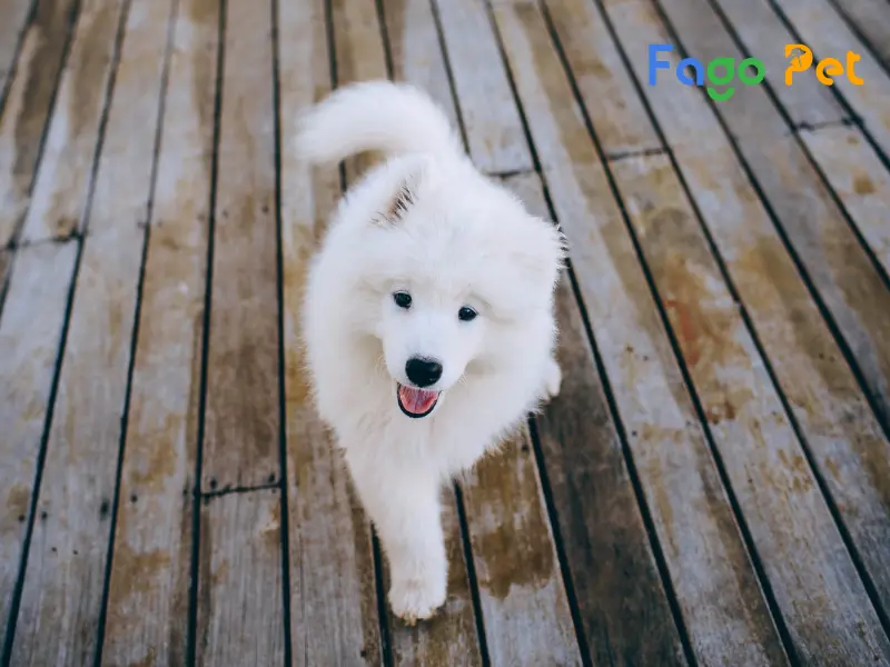 Chó Samoyed nặng bao nhiêu cân là chuẩn đẹp?