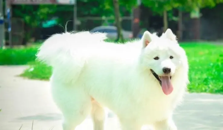Chó Samoyed nặng bao nhiêu cân