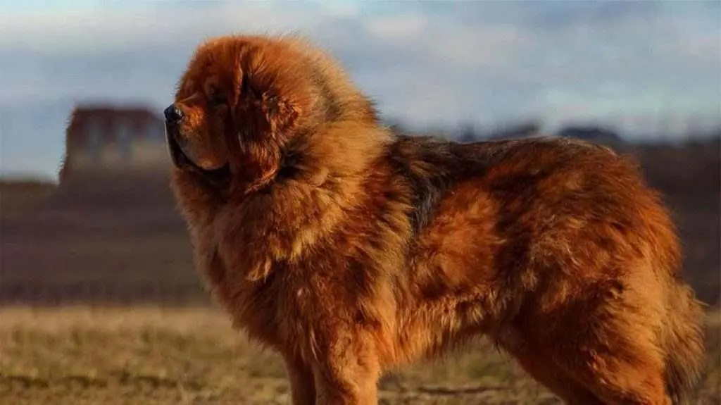 Bán chó Ngao Tây Tạng