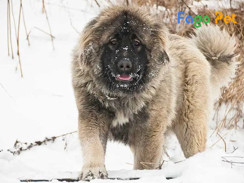 Chó Ngao Nga - Nguồn gốc, Đặc điểm và cách chăm sóc đúng cách