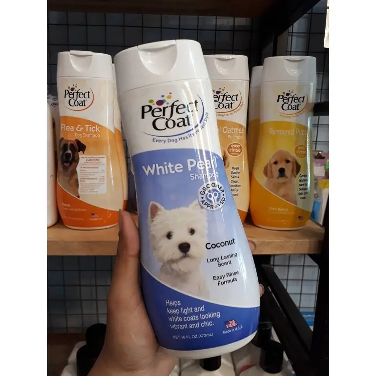 sữa tắm cho chó poodle trắng