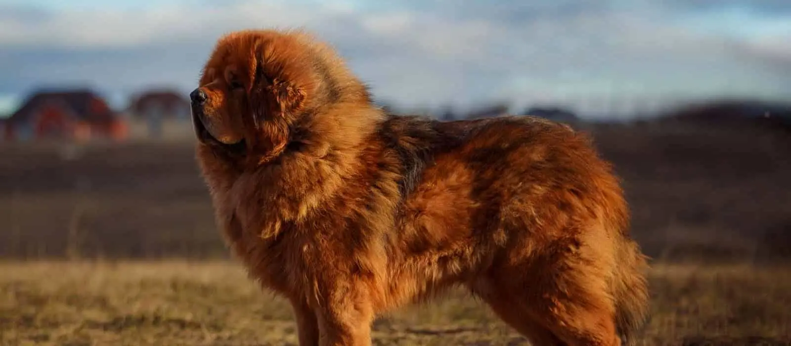 Chó Ngao Tây Tạng hiền hòa, đáng yêu