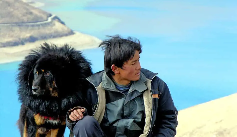 Chó Ngao quen thuộc với cuộc sống du mục của người Tây Tạng