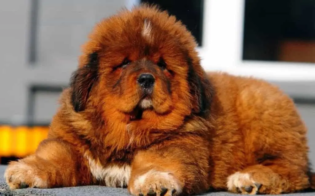 Một chú chó Ngao con sở hữu thân hình mập mạp, dễ thương