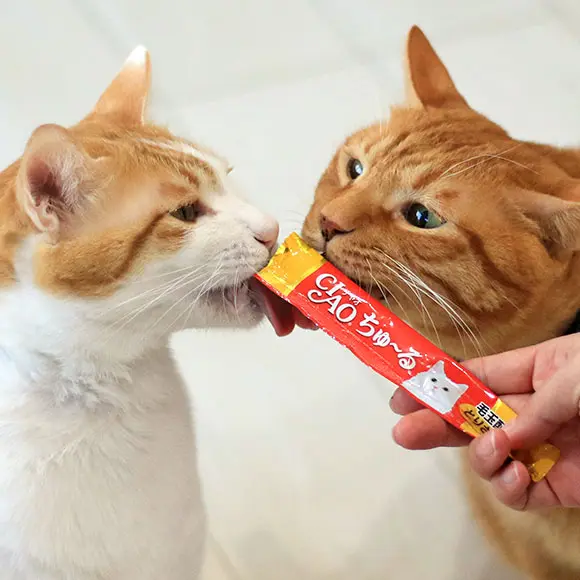 Bánh thưởng, snack cho mèo