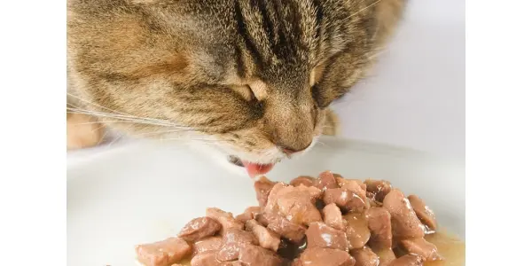 thức ăn ướt cho mèo