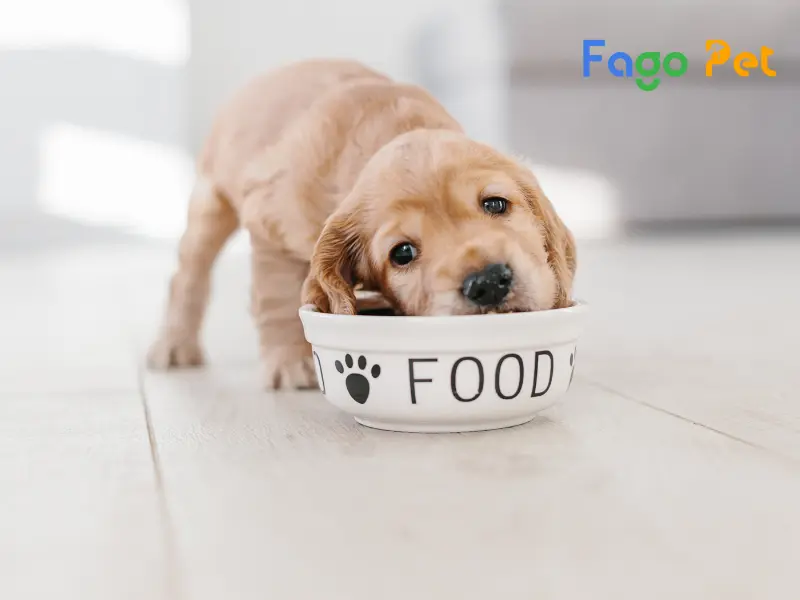 Góc Thắc Mắc: Chó Con 1 Tháng Tuổi Ăn Gì Là Tốt Nhất?