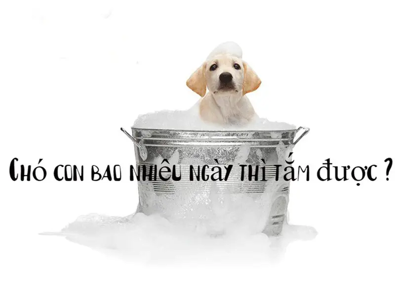 cách tắm cho chó con