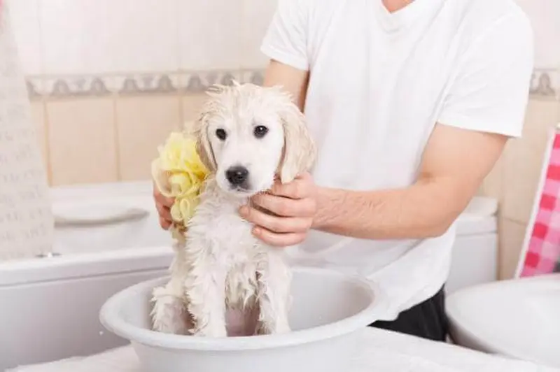tắm khô cho chó như thế nào