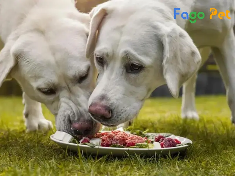 Hướng Dẫn Cách Làm Thức Ăn Cho Chó Đơn Giản Và Dễ Thực Hiện Nhất
