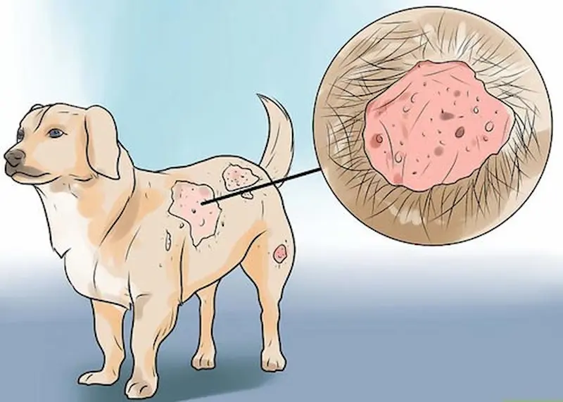 cách chữa ghẻ cho chó