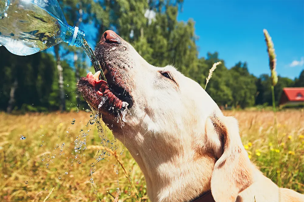 cách cho chó uống nước