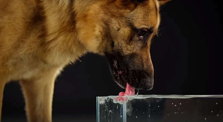cách cho chó uống nước