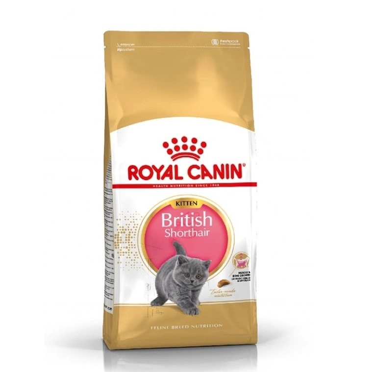 british shorthair royal canin